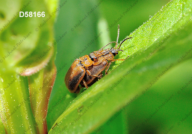 Black-margined Loosestrife Beetle (Neogalerucella calmariensis)